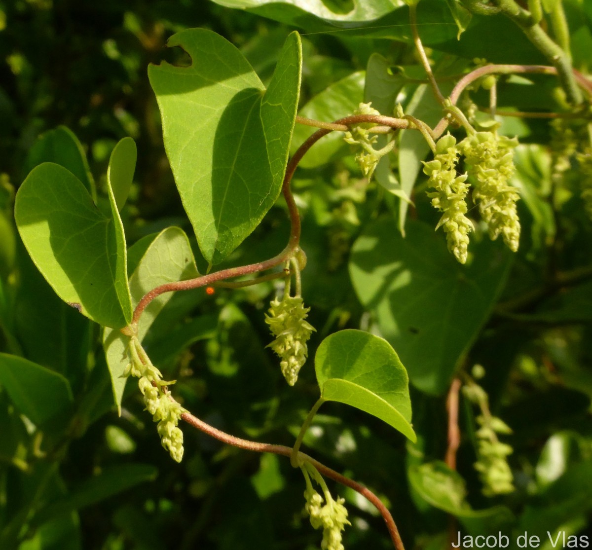 Cissampelos pareira L.